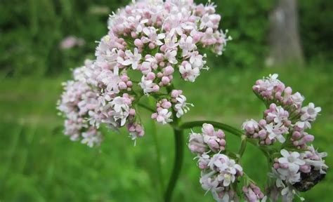 baldrian englisch|valerian meaning in english.